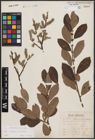 Foto von Salix caprea L. x Salix cinerea L.
